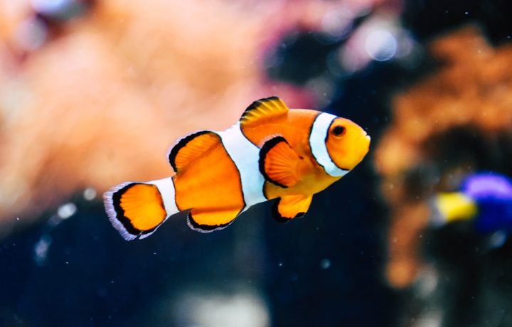 Cách kích hoạt Thần Tài đúng cách để thu hút tài lộc cả năm